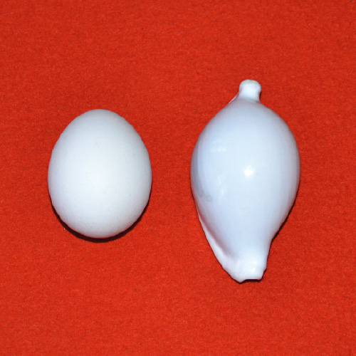 egg and shell